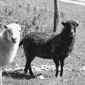 Les moutons (race Ouessant)